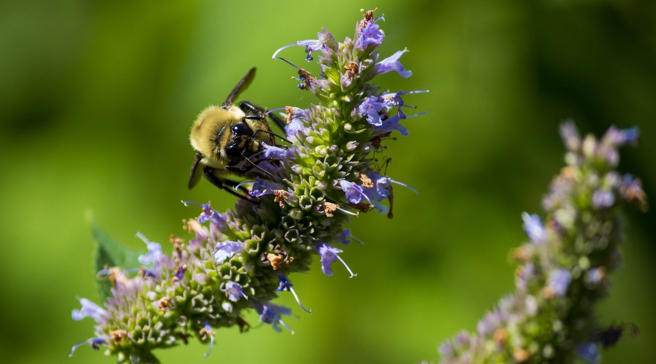 That Ain’t Your Mama’s Hyssop