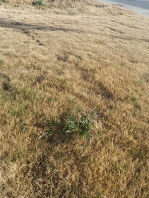 Earthly Weeds, Heavenly Grass, & Scorched Earth