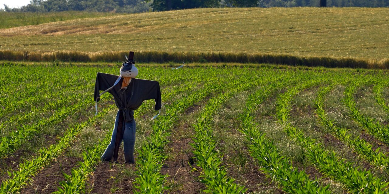 Lions, Strawmen, and Bears, Oh My!