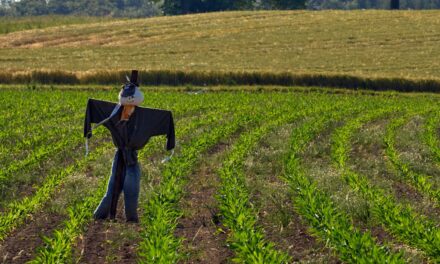 Lions, Strawmen, and Bears, Oh My!